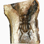 Talla en madera. Escarabajo. Gubiarate