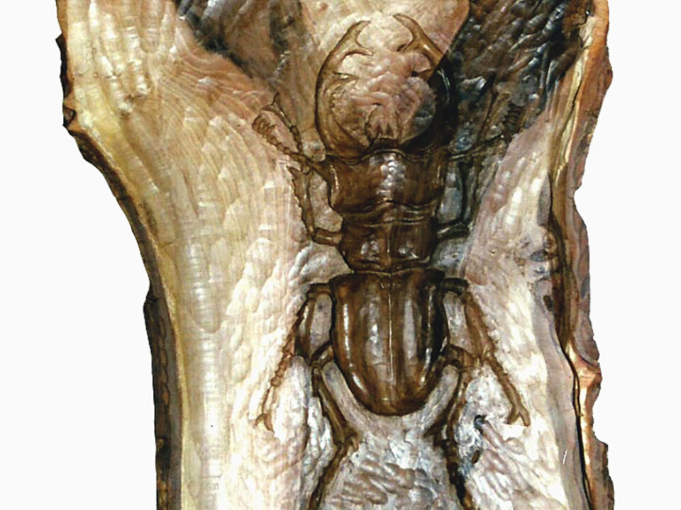 Talla en madera. Escarabajo. Gubiarate