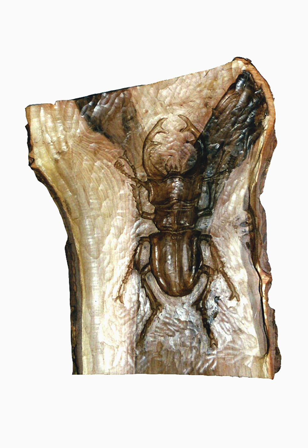 Talla en madera. Escarabajo. Gubiarate